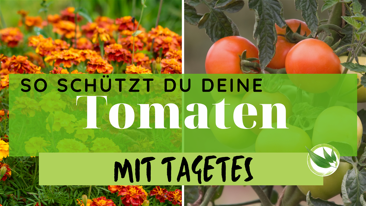 Deshalb solltest Du Tagetes um Deine Tomaten pflanzen: Effektiver Pflanzenschutz