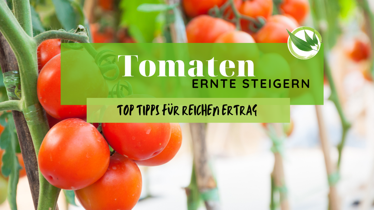 Richtige Erde für Tomaten Das ist das beste Substrat für Tomaten