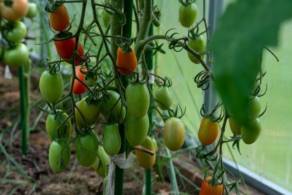 tomatoes, unripe tomatoes, greenhouse
