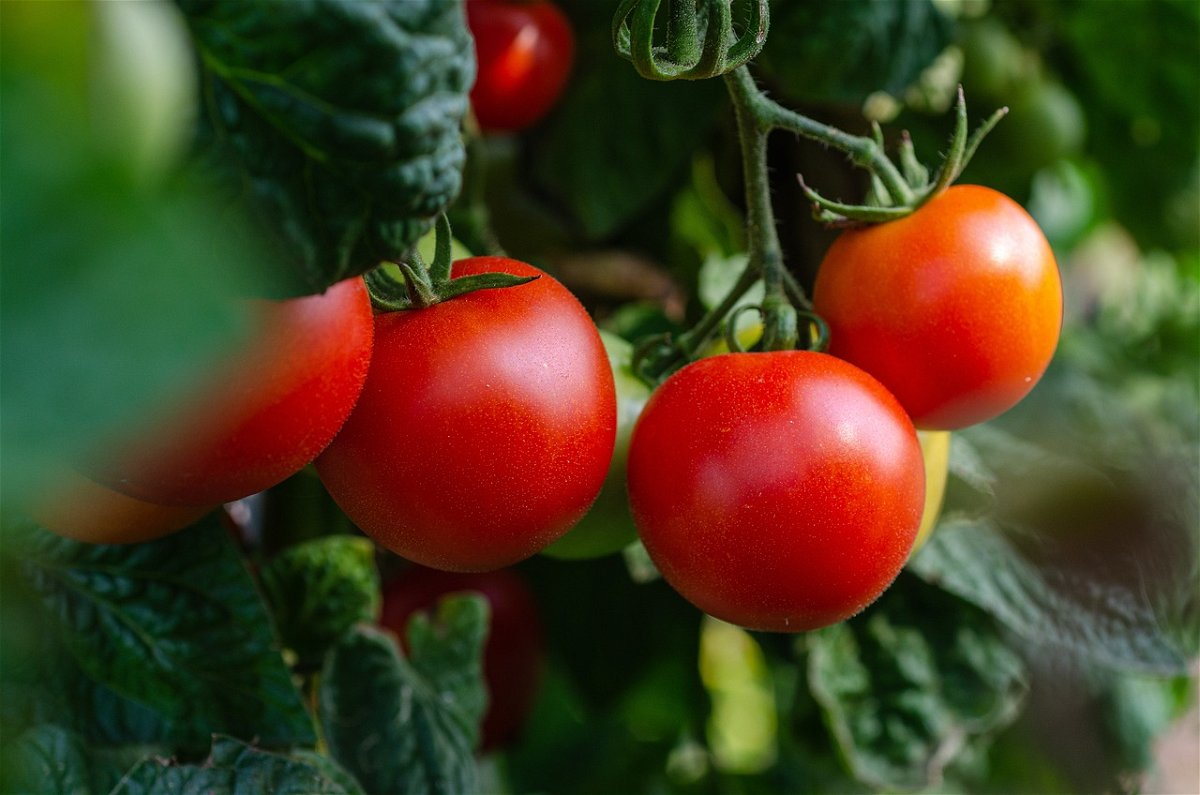 Saftige rote Tomaten an einer Tomatenpflanze