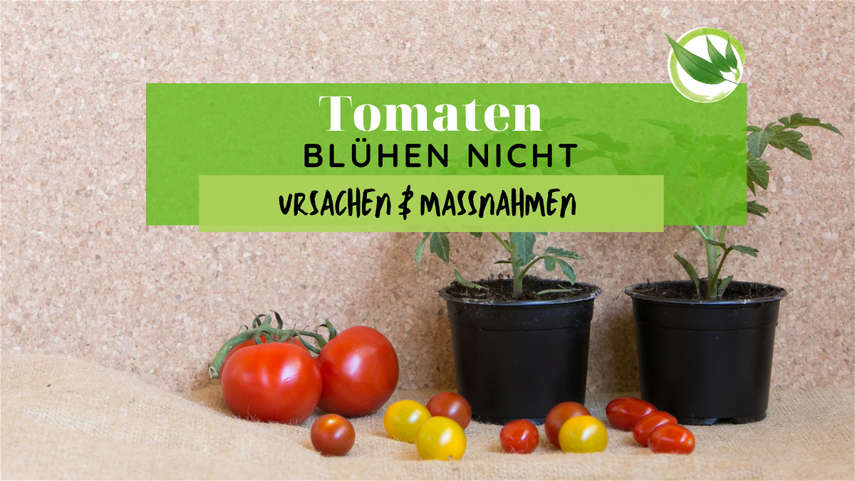 Tomaten blühen nicht – Ursachen & Maßnahmen