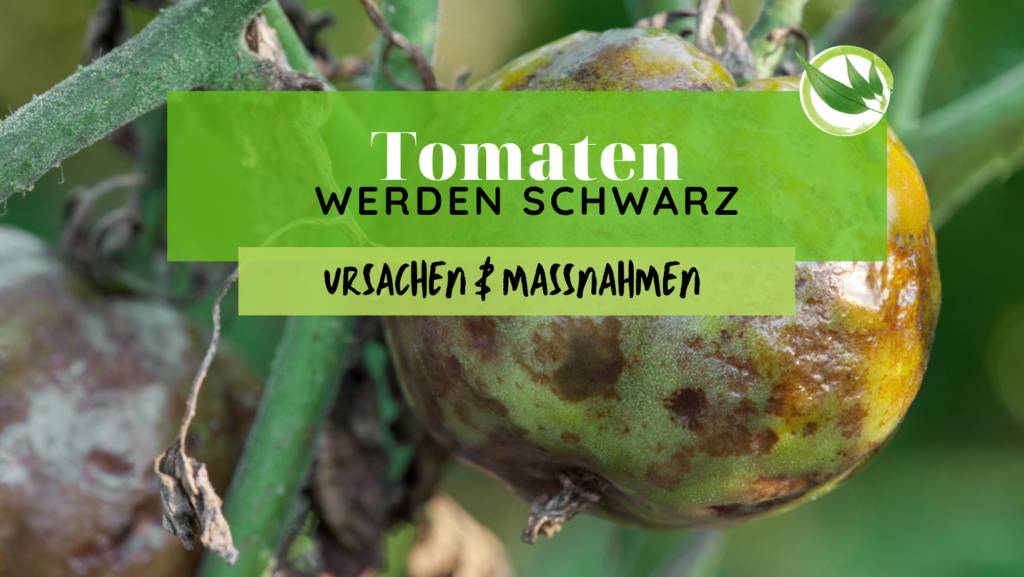 Richtige Erde für Tomaten Das ist das beste Substrat für Tomaten