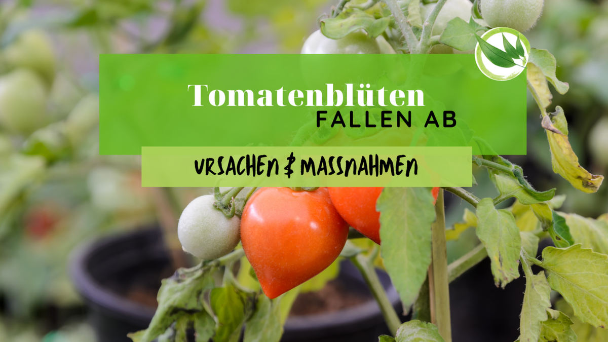 Tomaten auspflanzen ins Freie Wann darf ich 2024 setzen