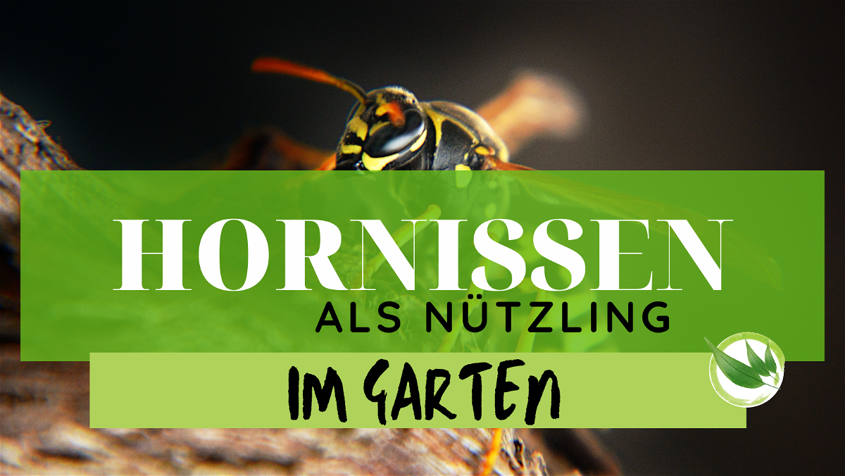 Hornissen – Nützling im Garten: Wie sie helfen, Schädlinge zu bekämpfen