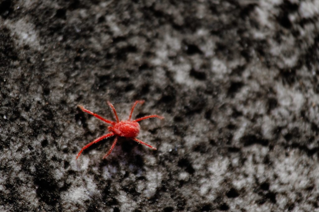 Red mite insect on dark grey concrete wall surface texture pattern, macro animal