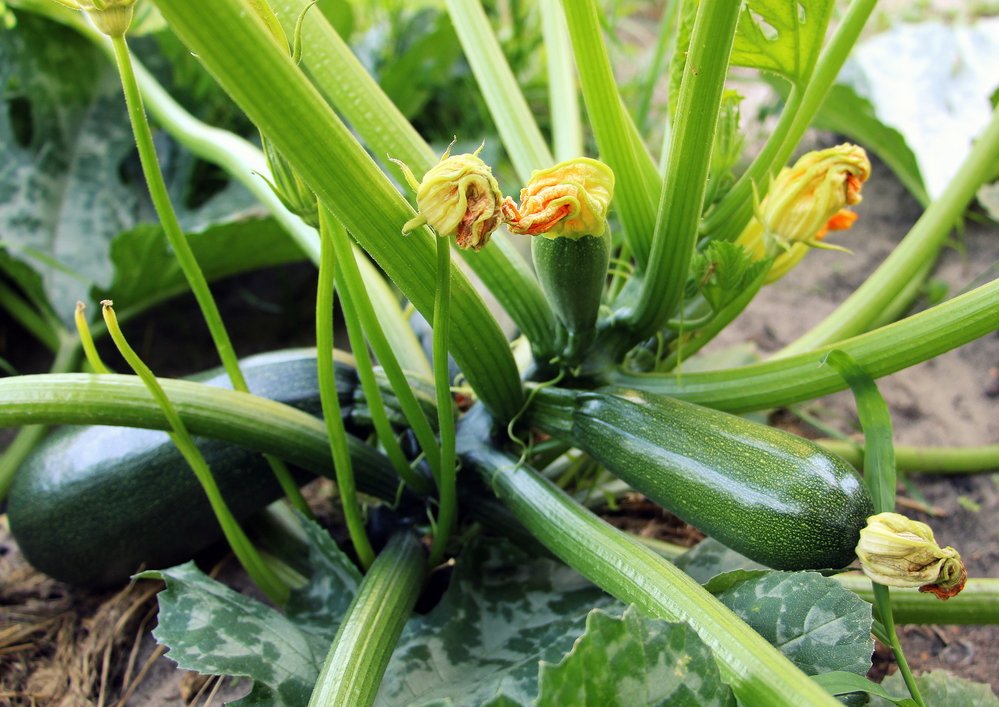 Zucchini ernten und lagern: Mit diesen Tipps erntest Du das ganze Jahr