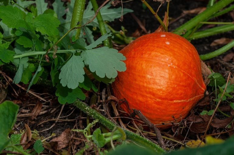 hokkaido pumpkin, squash, plant