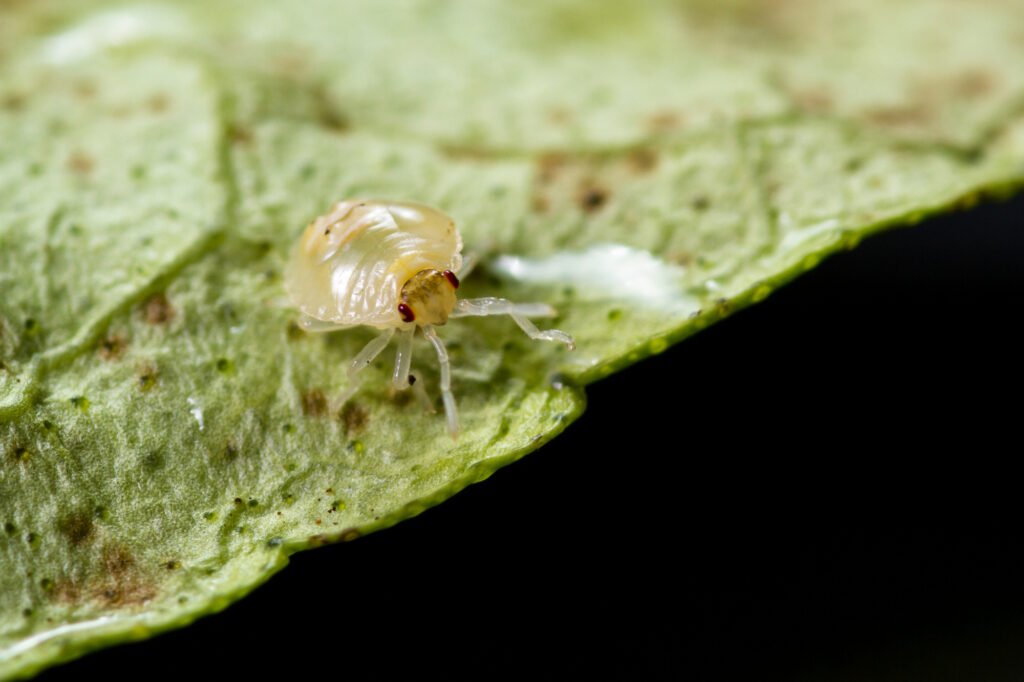 Spinnmilbenbefall auf grüner Pflanze