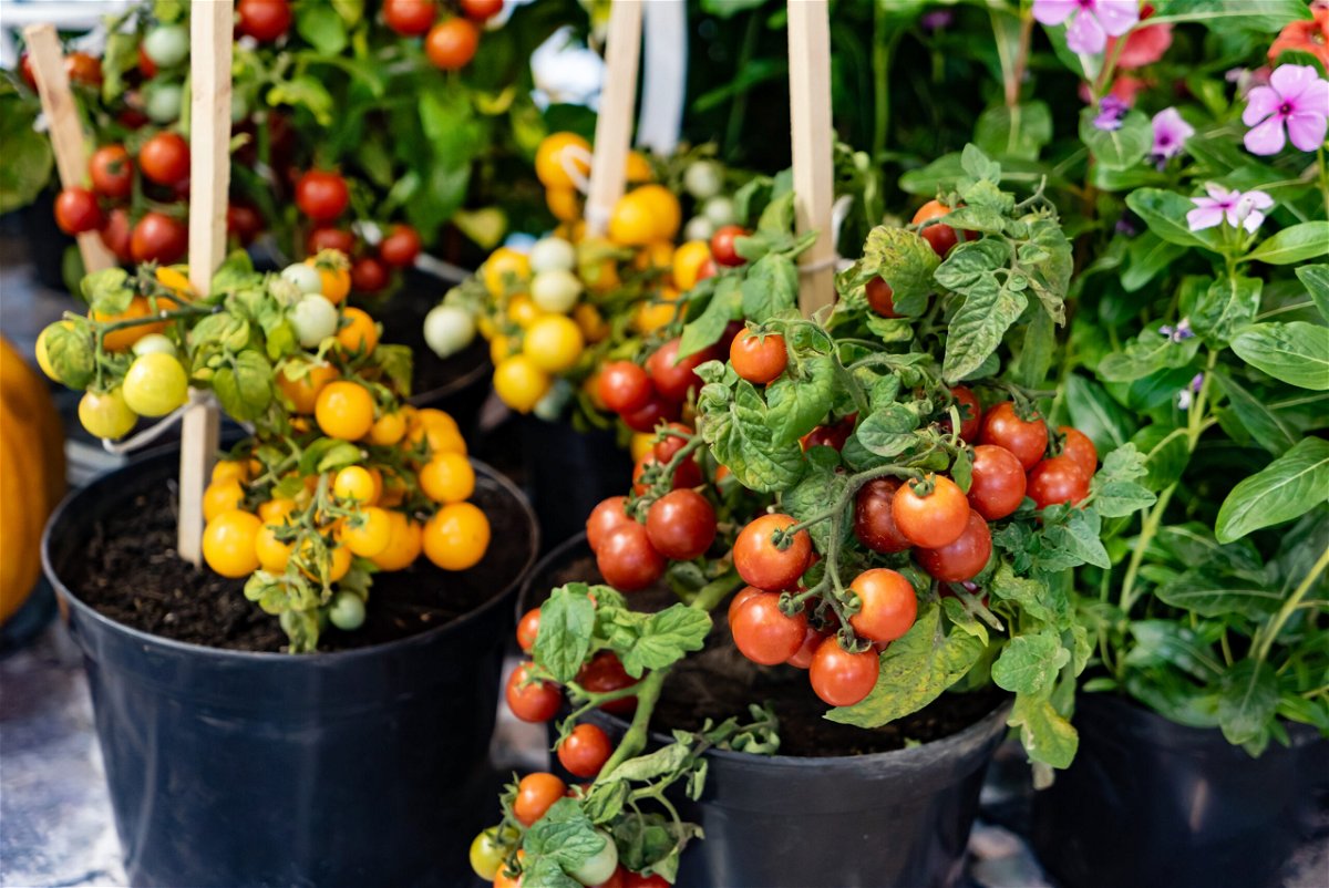Tomaten auf dem Balkon anbauen: Hilfreiche Tipps für eine fette Ernte