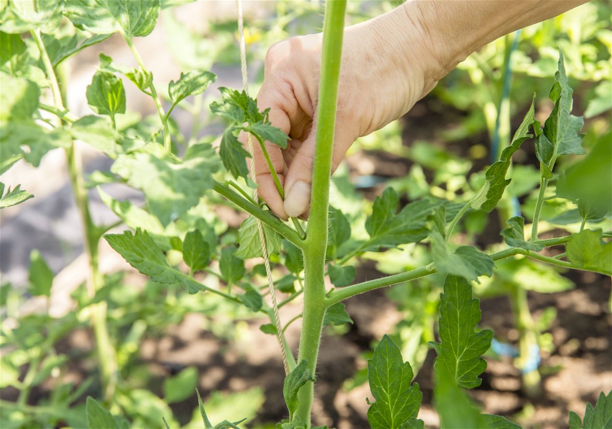 Tomatenpflanzen ausgeizen: Die besten Tipps für gesunde und ertragreiche Früchte