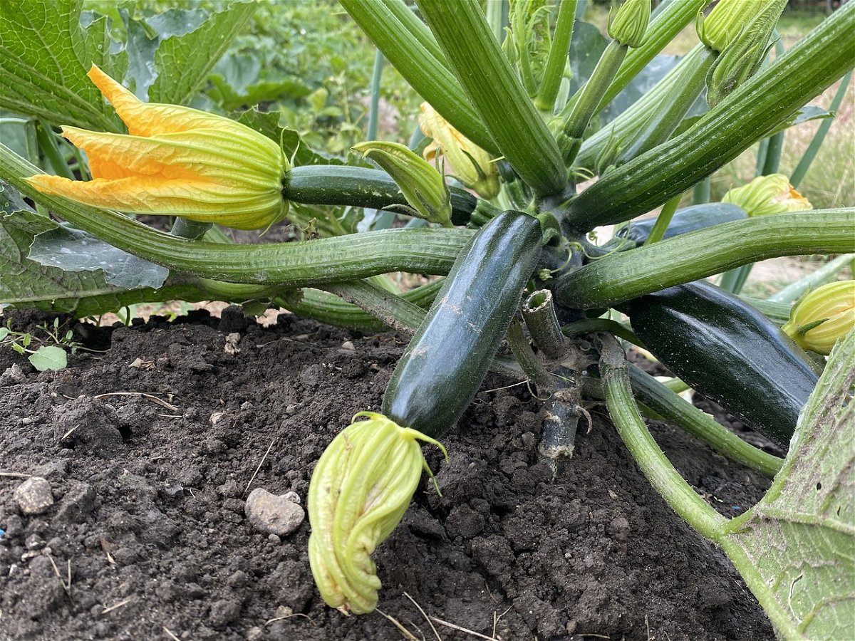 Erfolgreicher Zucchini-Anbau: Tipps und Tricks zur erfolgreichen Kultivierung
