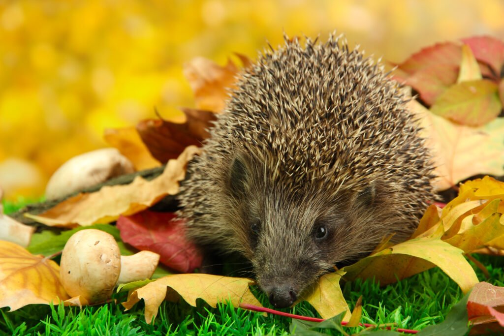 Hedgehog on autumn leaves in forest