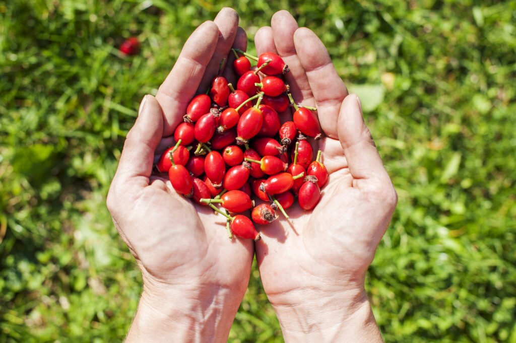 Rose hip fruit in the hands