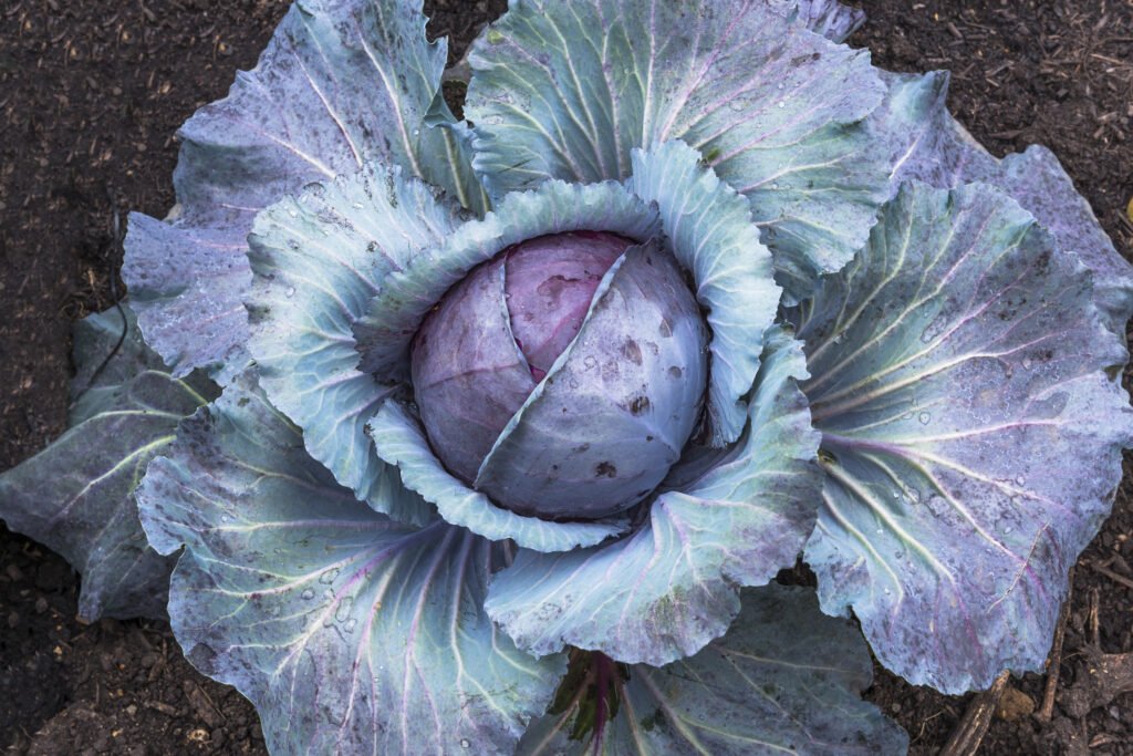 Red cabbage in a vegetable patch