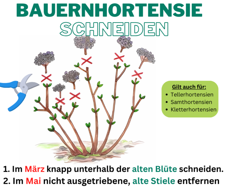 Hortensien schneiden Der richtige Schnitt für die unterschiedlichen Sorten