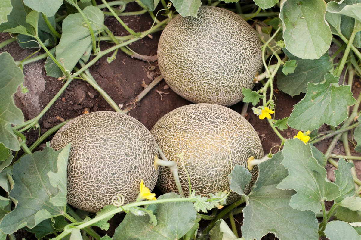 Charentais-Melonen im eigenen Garten anbauen