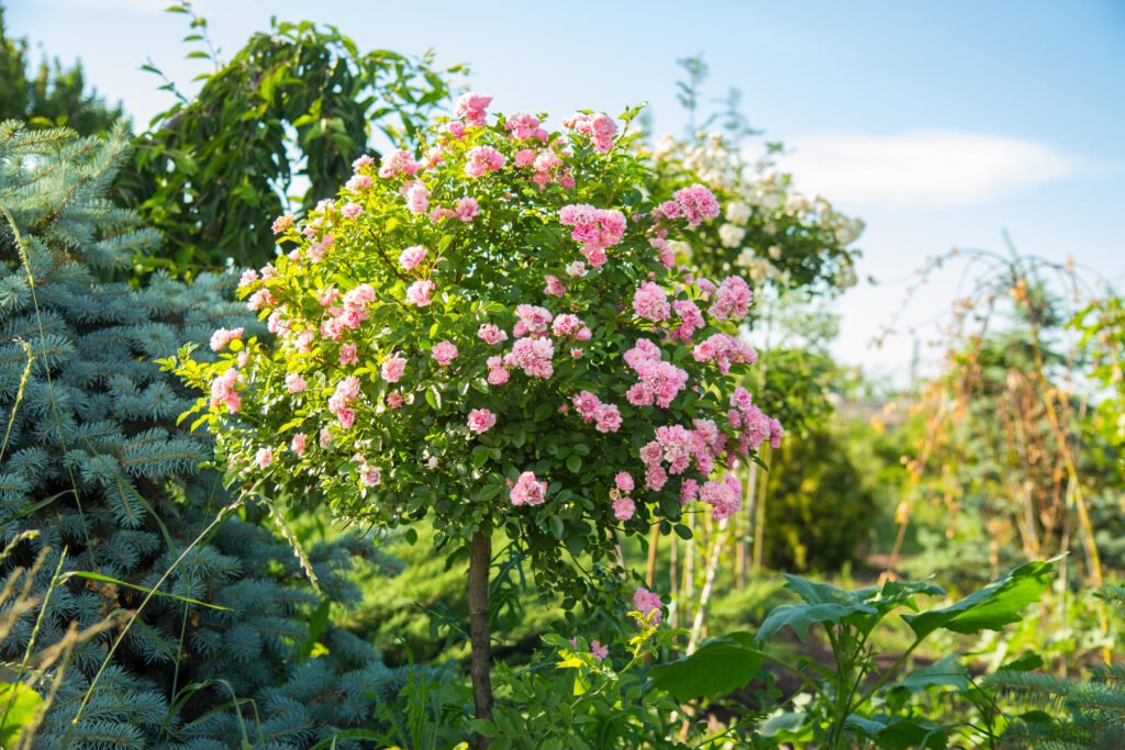 Dekorative Hochstamm Rose in einem Garten