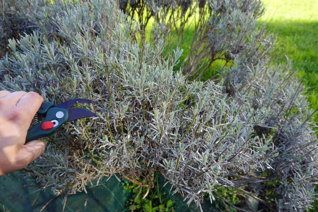 Hand eines Gärtners schneidet einen Lavendel