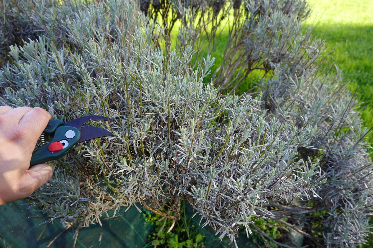 Lavendel Pflege Am richtigen Standort pflanzen, schneiden & überwintern