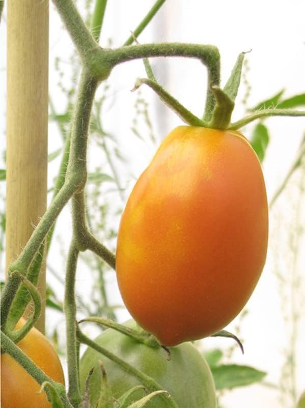 Reife Tomate an Pflanze, Gartenzucht.