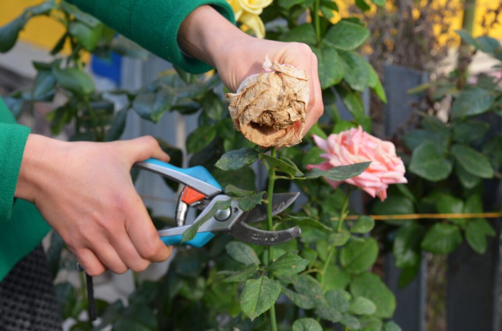 Eine Frau schneidet abgestorbene Rosenblüten ab