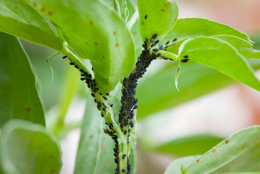 Blattläuse, Kriebelmücken (schwarze Bohnenblattläuse, Kriebelmücken) auf Blättern einer Saubohnenpflanze