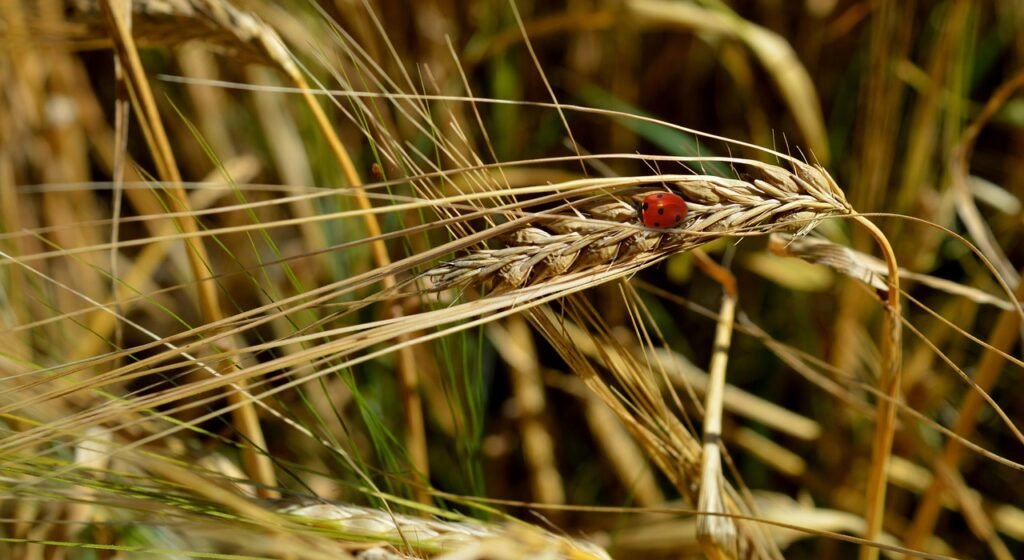 cornfield, ear, ladybug