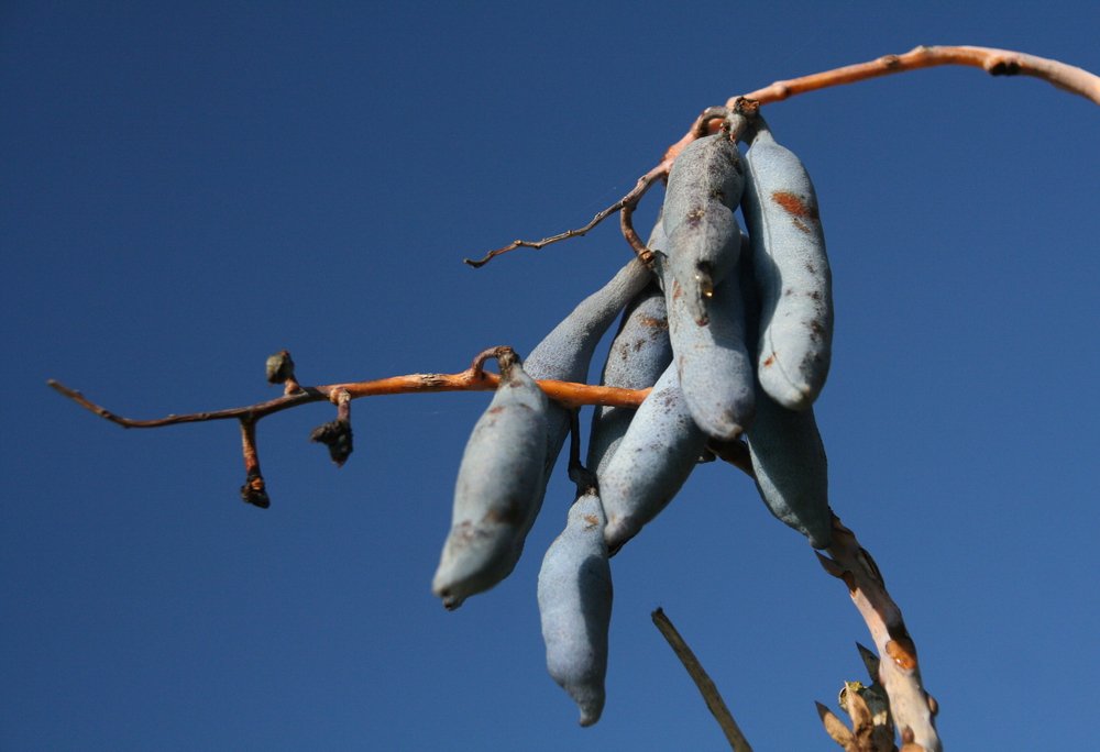 Blaugurkenbaum-Früchte vor einem blauen Himmel