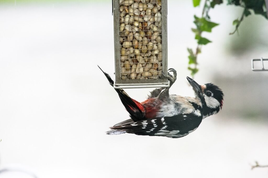 woodpecker, bird, nature