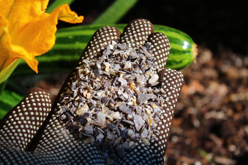horn shavings in a hand with gloves in front of a blossoming zucchini
