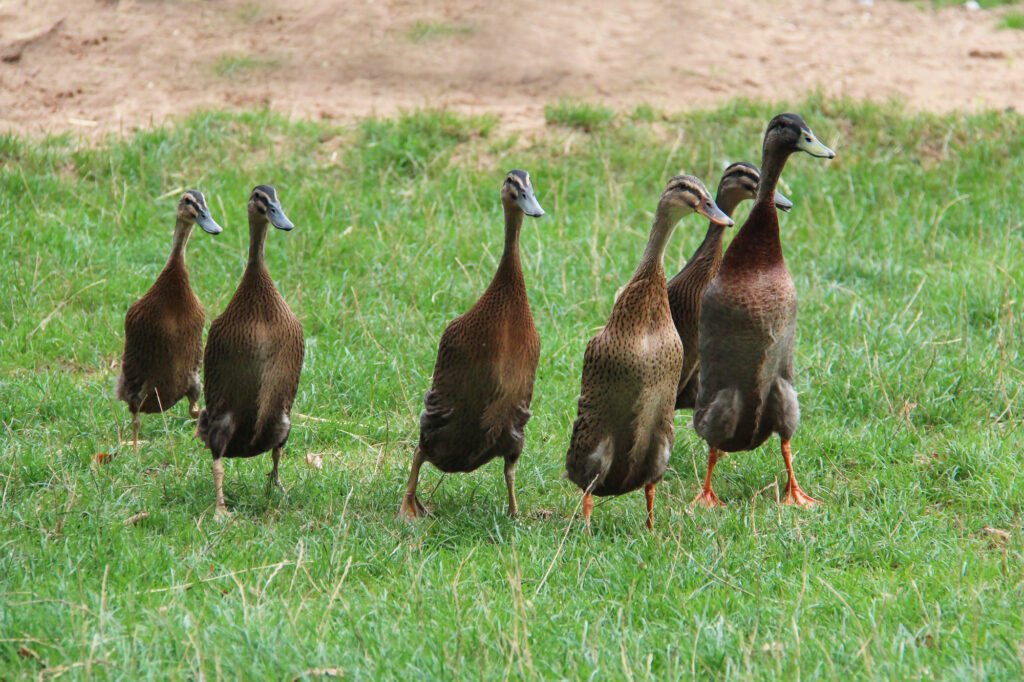 Fünf Enten spazieren auf Wiese.
