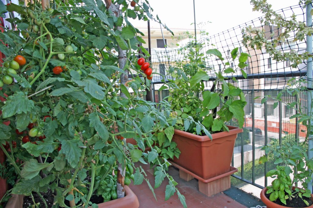 Luxuriant plants with tomatoes grown in a pot on the terrace of