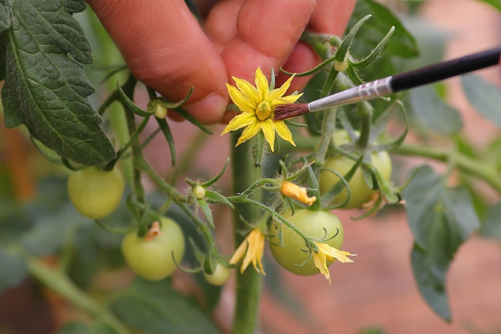 POLLINATING WITH A BRUSH TOMATOES FLOWERS