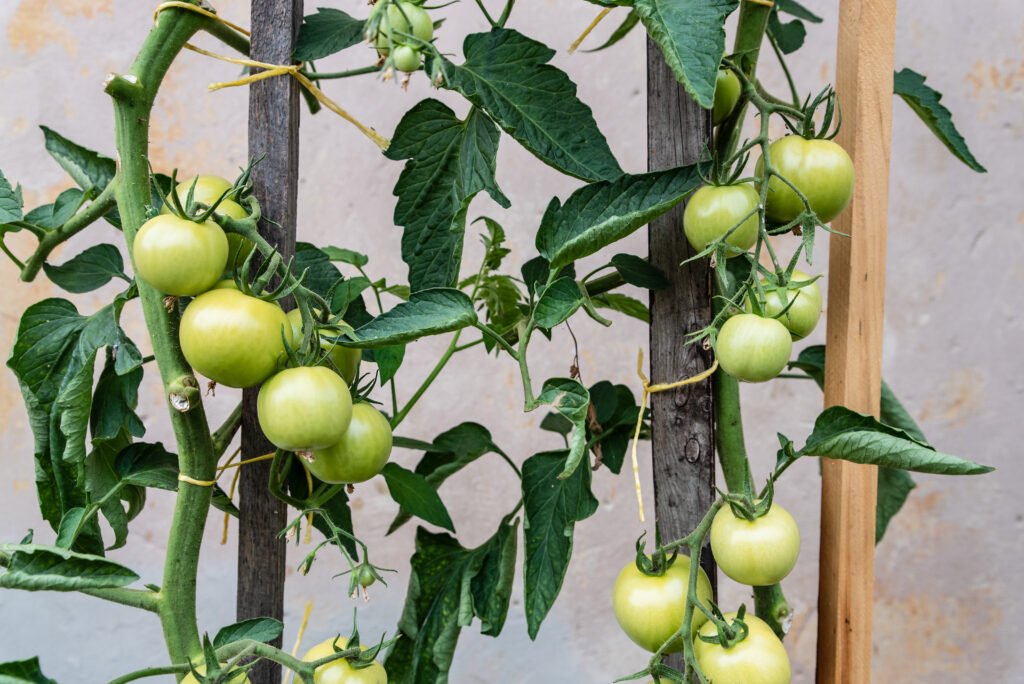 Cultivation of organic tomatoes at home. Bushes of green tomatoes tied to wooden stick. Healthy food