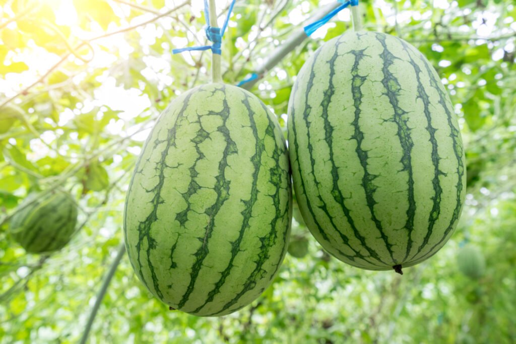 watermelon in greenhouse