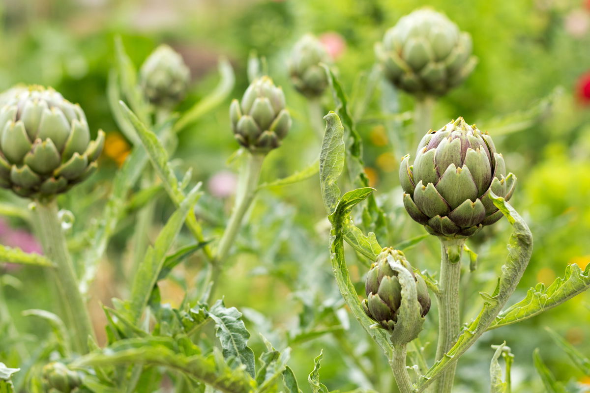 Artischocken im Garten