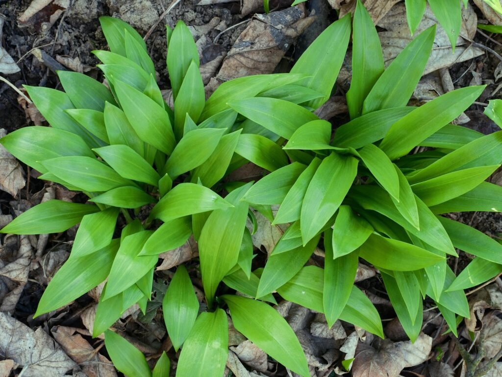 Green clumps of wild garlic. An edible forest plant with an aromatic taste. Healthy forest vegetables.