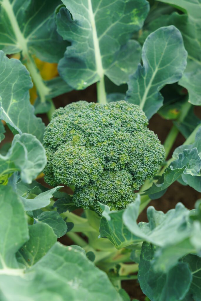 broccoli plant growing