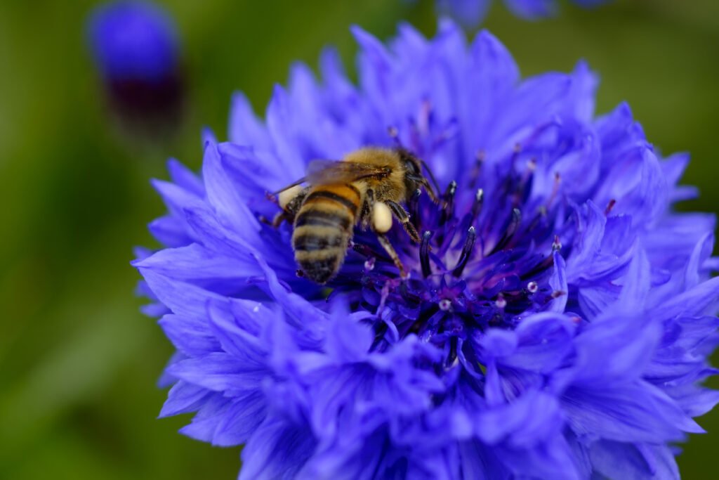 Biene sammelt Nektar auf blauer Blüte.