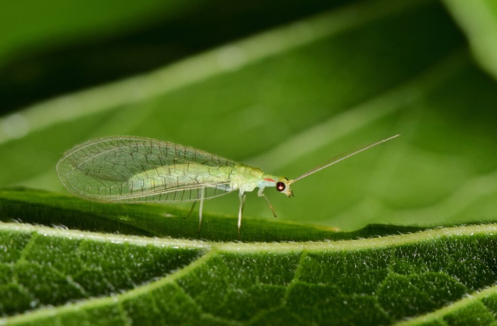 Adult Green Lacewing on a leaf at night. These are beneficial creatures that are natural predators of other insect pests.