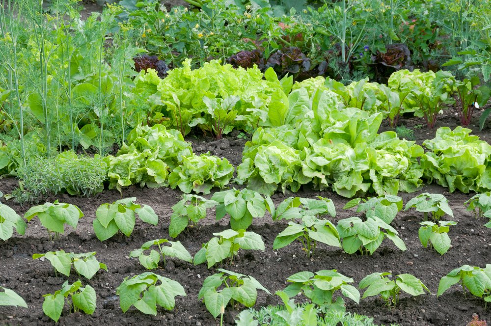 Fresh green lettuce and bush bean plants on a vegetable garden g