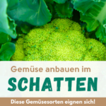 Alternativer Text: "Grünkohl nahe, Anbau-Tipps für Schattengemüse.