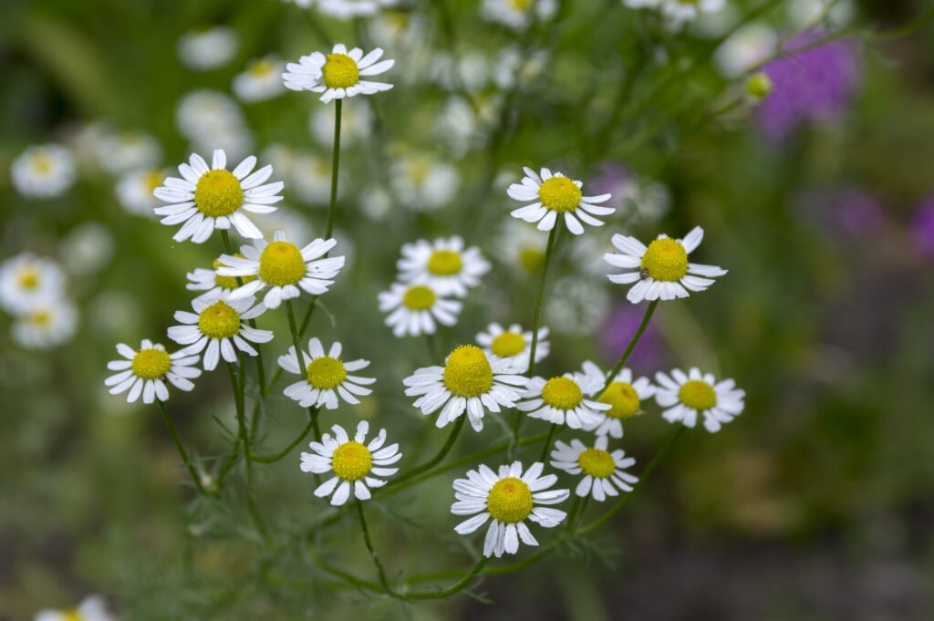 Matricaria chamomilla scented mayweed in bloom
