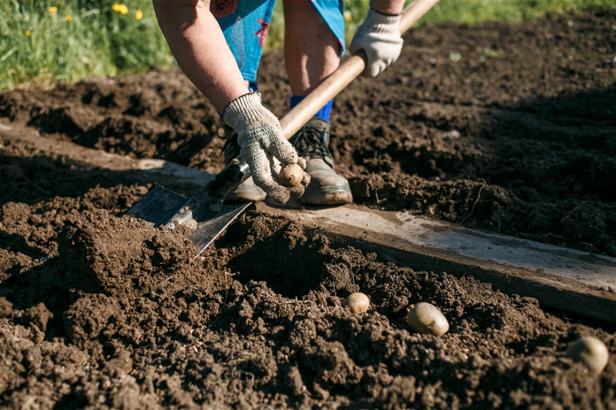 Die 6 häufigsten Fehler, die Hobbygärtner beim Kartoffelanbau machen