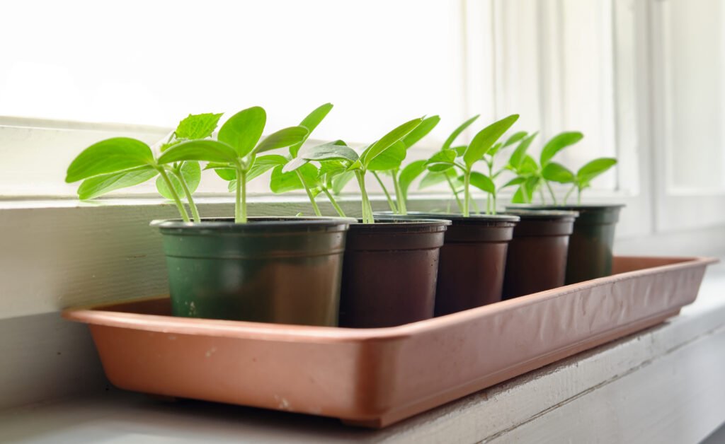 Potted cucumber seedlings on a window sill