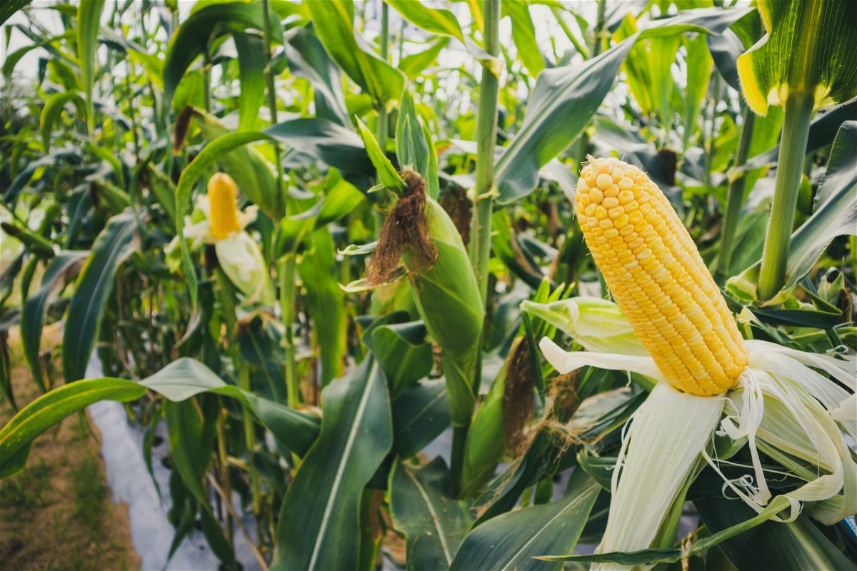 Mais Ernte: Wann man Mais erntet und richtig lagert die besten Tipps zum Ernten & Lagern