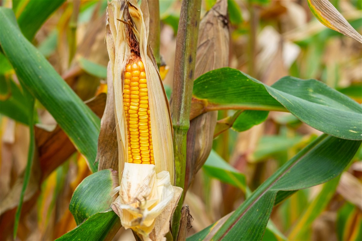Mais säen: Alles was Du über Anbau und Pflege wissen solltest