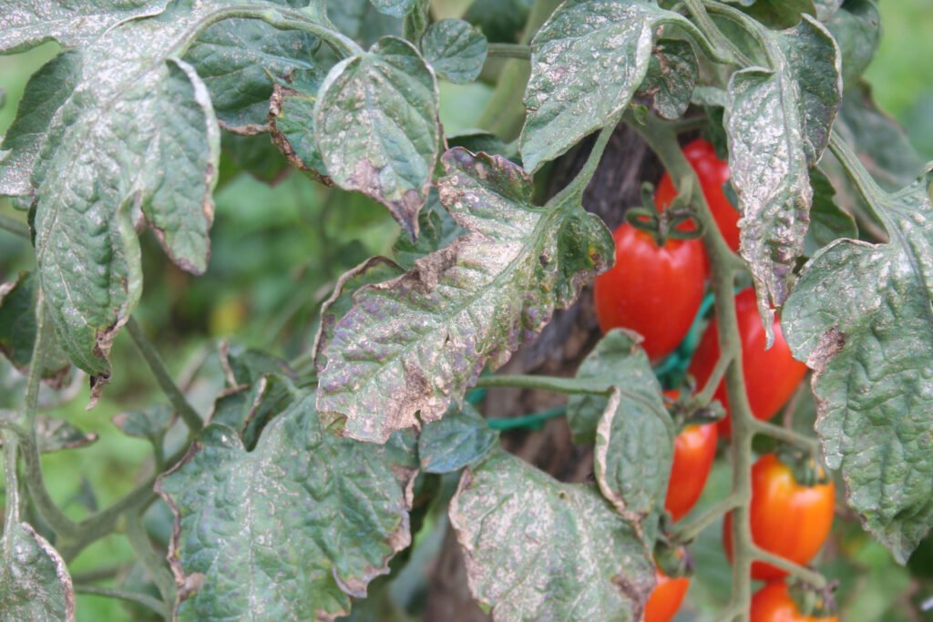 Downy mildew on  cherry tomato plant. Cherry tomatoes plant with disease in the vegetable garden. Brown spots on tomato leaves.