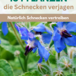 Borretsch-Pflanze, Schneckenabwehr Tipps.