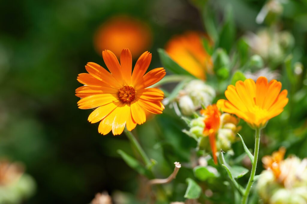 Flower with leaves Calendula (Calendula officinalis, pot, garden or English marigold) on blurred green background. Note: Shallow depth of field